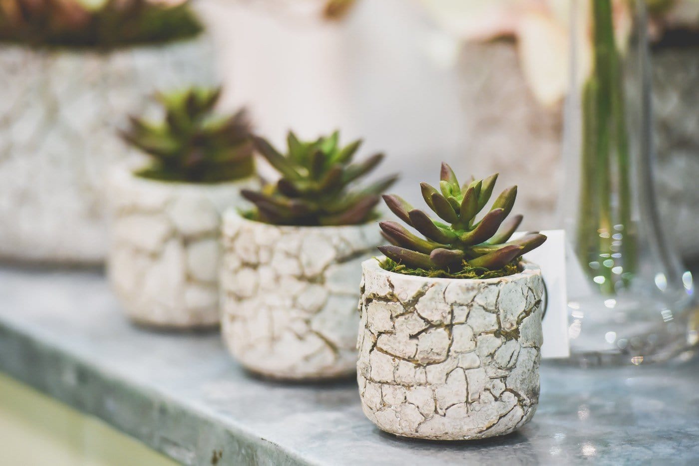 Trending: Succulents