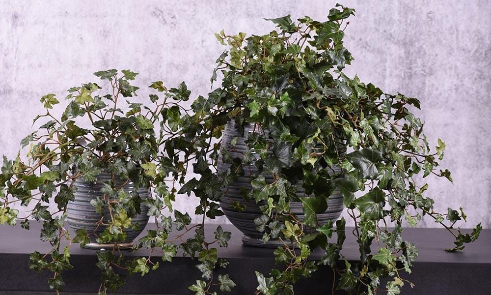 Luxury Artificial Ivy & Vine