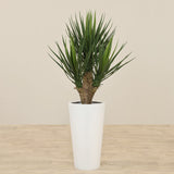 Artificial Yucca Plant<br> 100cm