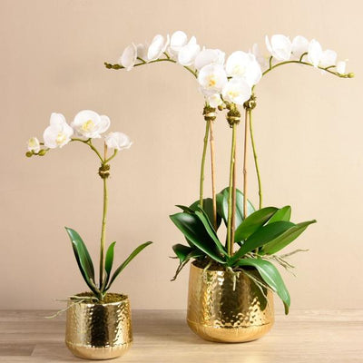 Parisian Orchid Arrangement