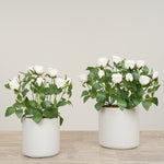 Floral Arrangement-Artificial Cabbage Rose Plant-Bloomr