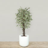 Artificial Mini Ficus Tree <br> 180cm