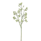 Flowers-Aralia-Bloomr