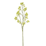 -Aralia Spray-Bloomr