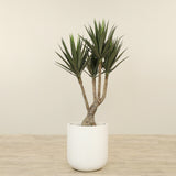 Artificial Yucca Tree 150cm