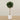 -Artificial Sweet Link Topiary 150cm-Bloomr