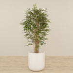 -Artificial Mini bamboo Tree 180cm-Bloomr