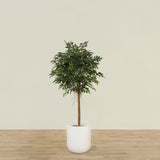 -Artificial Mini Ficus Tree 150cm-Bloomr