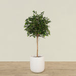 -Artificial Mini Ficus Tree 180cm-Bloomr