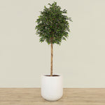 -Artificial Mini Ficus Tree 240cm-Bloomr