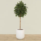 -Artificial Mini Ficus Tree 240cm-Bloomr