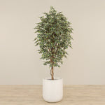 -Artificial Mini Ficus Tree 210cm-Bloomr