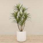 -Artificial Draecena Tree 170cm-Bloomr