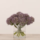 Allium Arrangement in Glass Vase