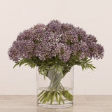 Allium Arrangement in Glass Vase