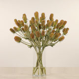 Dipsacus Arrangement in Glass Vase