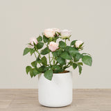 Artificial Cabbage Rose Plant