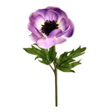 Flowers-Anemone-Bloomr