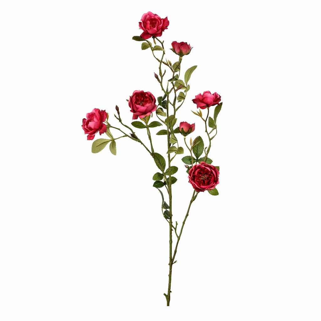 English Rose - Bloomr