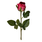German Rose - Bloomr