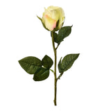 German Rose - Bloomr