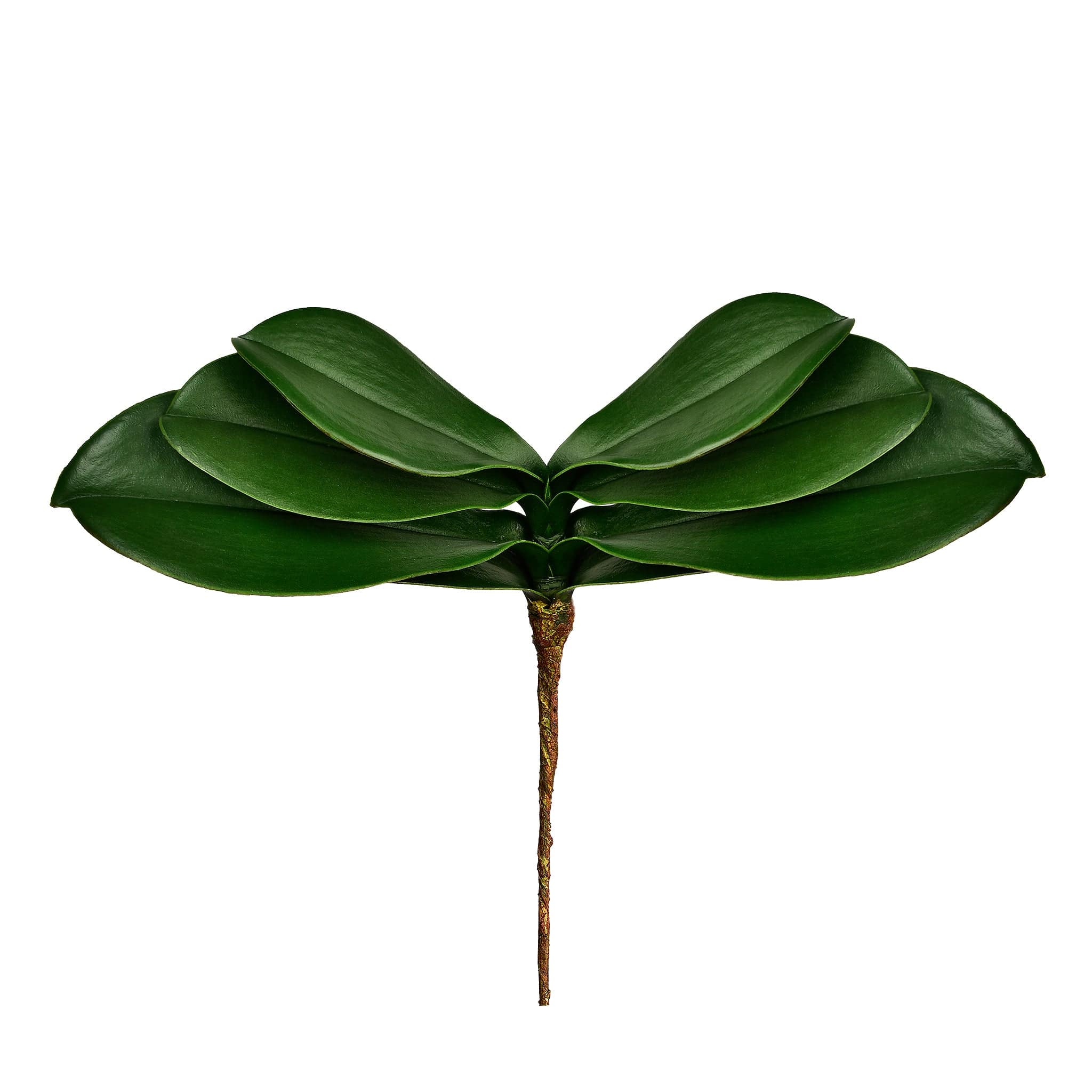 Orchid Leaf - Bloomr