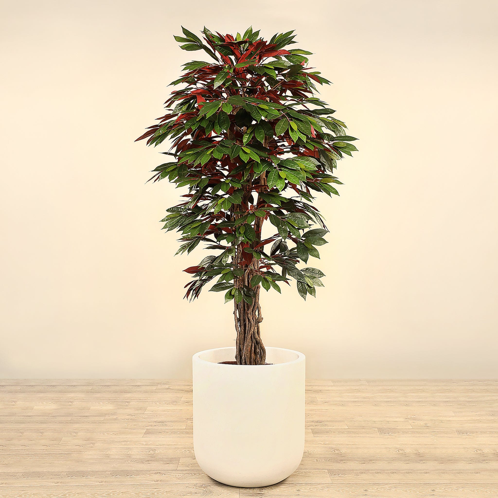 Artificial Capensia fig Tree <br> 180cm - Bloomr