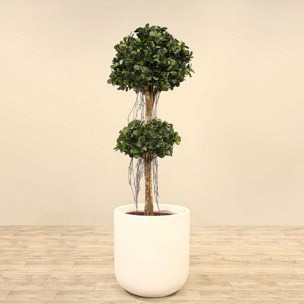 Artificial Panda Ficus Tree <br> 160cm - Bloomr