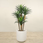 Artificial Yucca Plant <br> 170cm - Bloomr