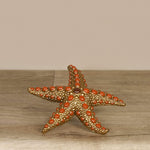Starfish - Bloomr