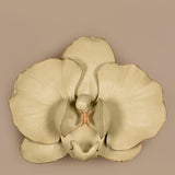 Orchid Wall Decor - Bloomr