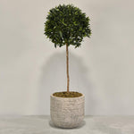 Artificial Laurel Tree with Pot - Bloomr