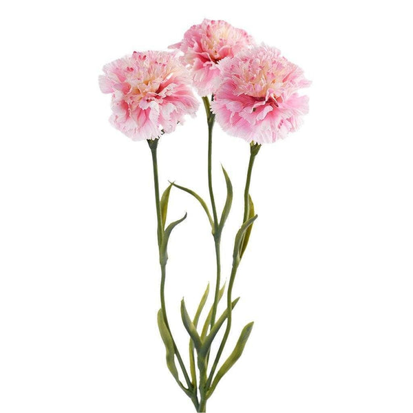 Carnation - Bloomr