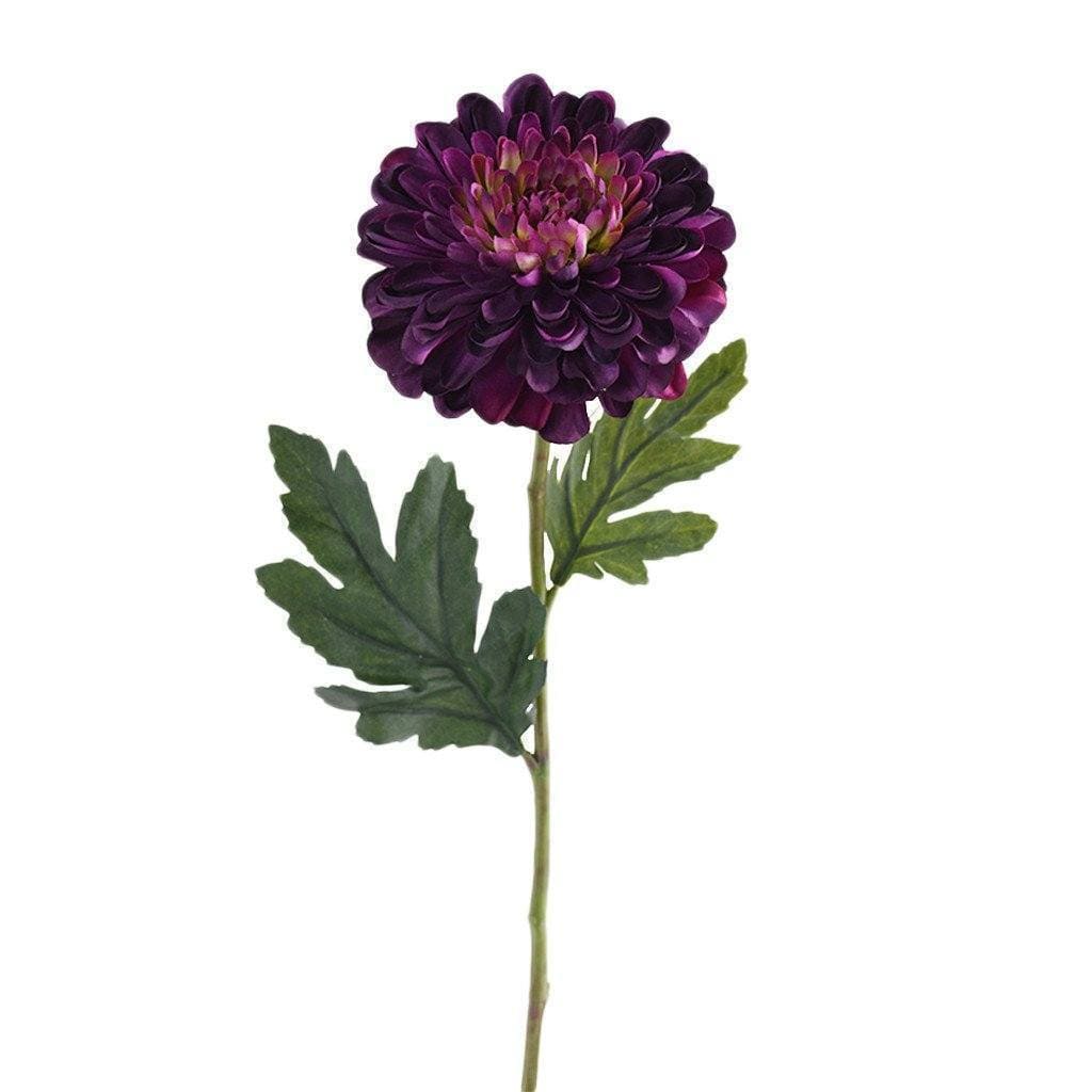 Chrysanthemum - Bloomr