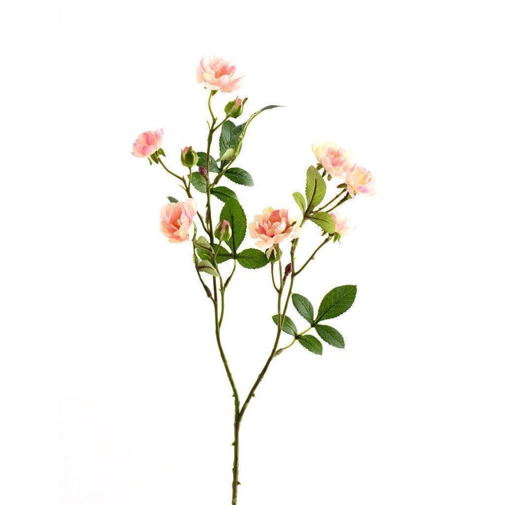 Garden Rose - Bloomr