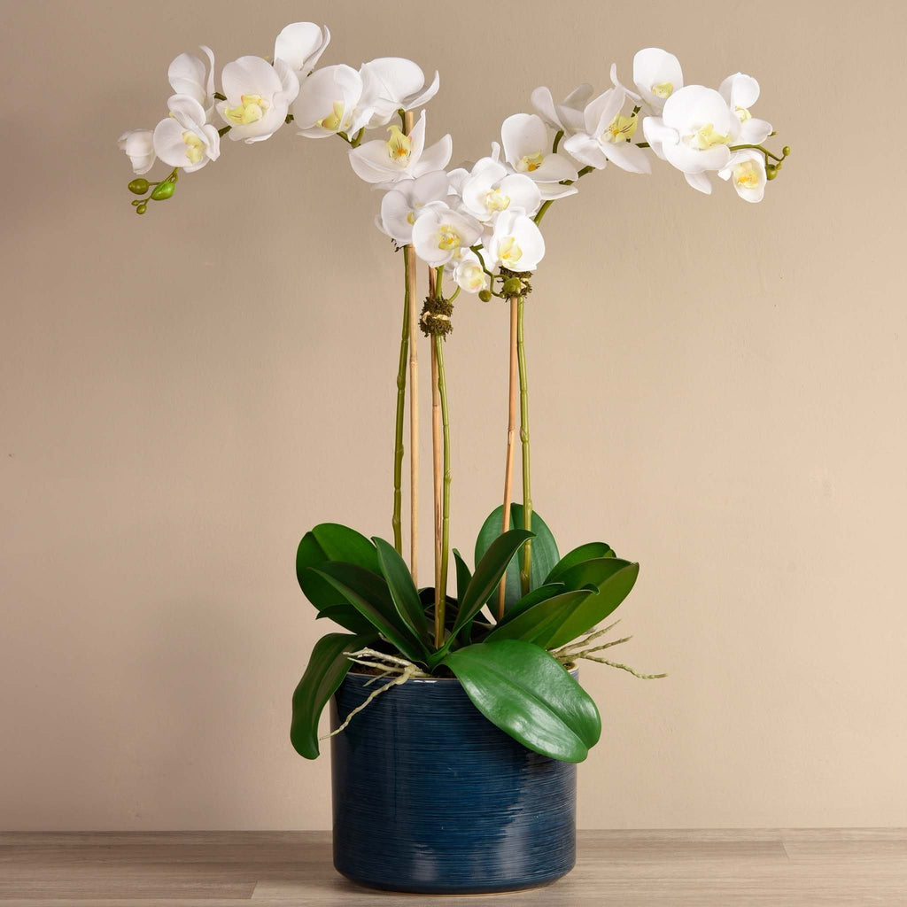 Placid Orchid Arrangement - Bloomr
