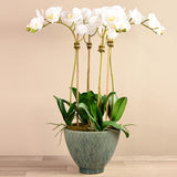 Rustic Orchid Arrangement - Bloomr