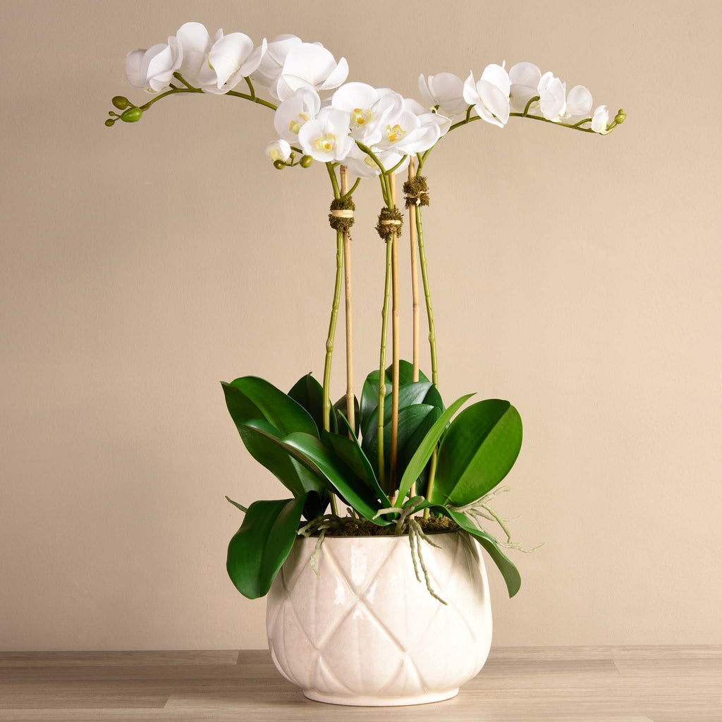 Stella Orchid Arrangement - Bloomr