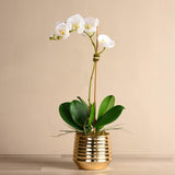 Sphinx Orchid Arrangement - Bloomr