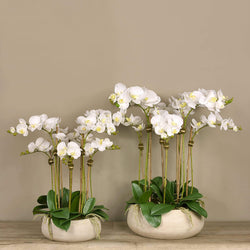 Oasis Artificial Orchids in Cream Pot