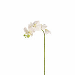 Orchid Stem - Bloomr