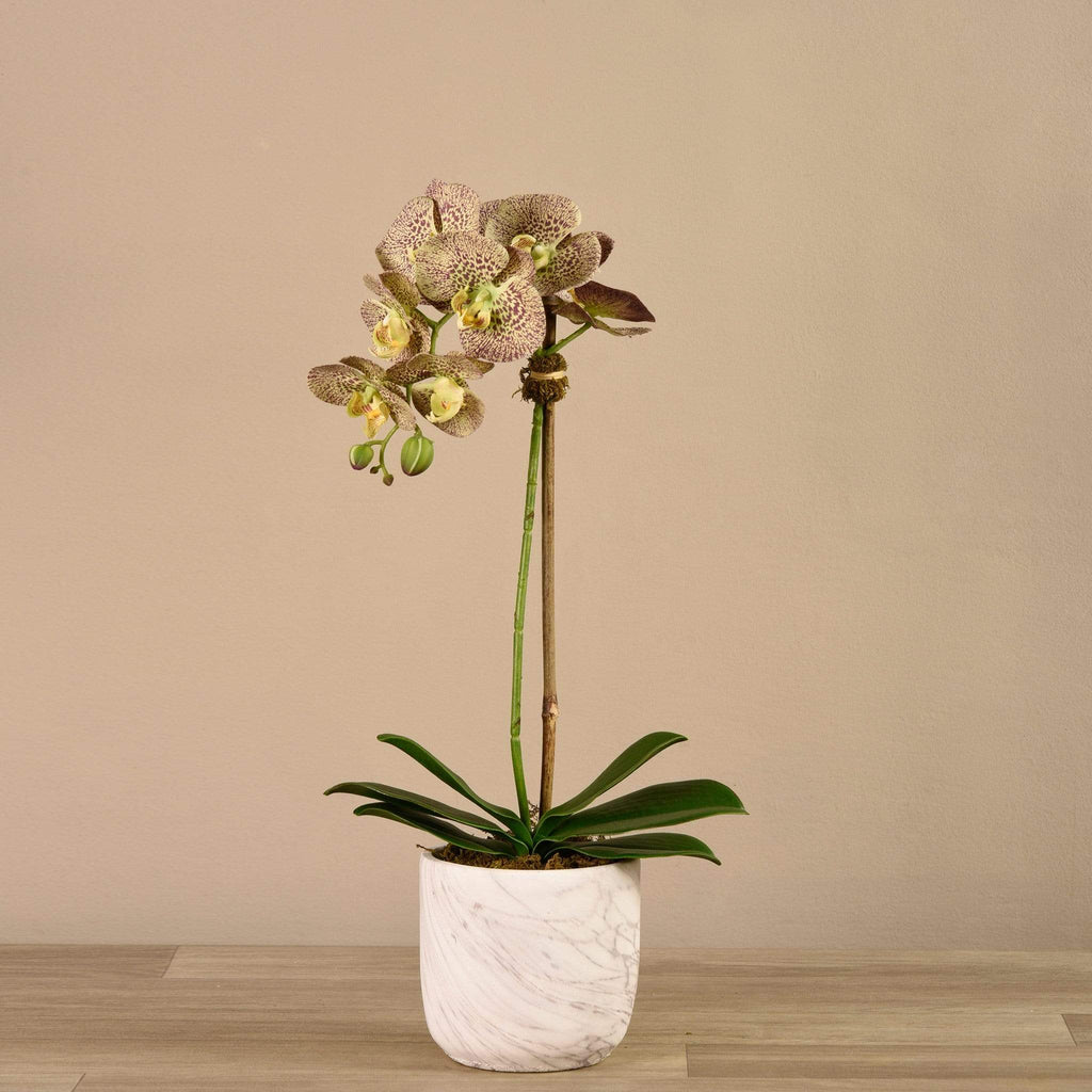 Artificial Orchid Arrangement - Bloomr