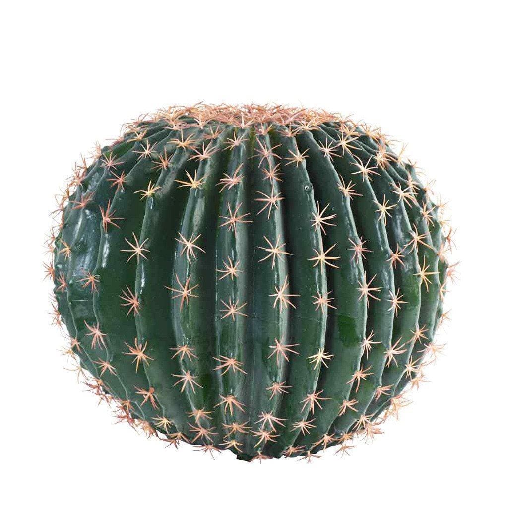 Large Barrel Cactus - Bloomr