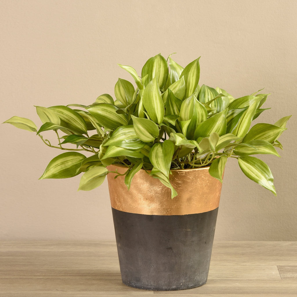 Potted Vanilla Leaf Plant - Bloomr