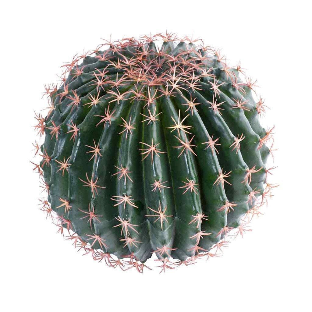 Medium Barrel Cactus - Bloomr