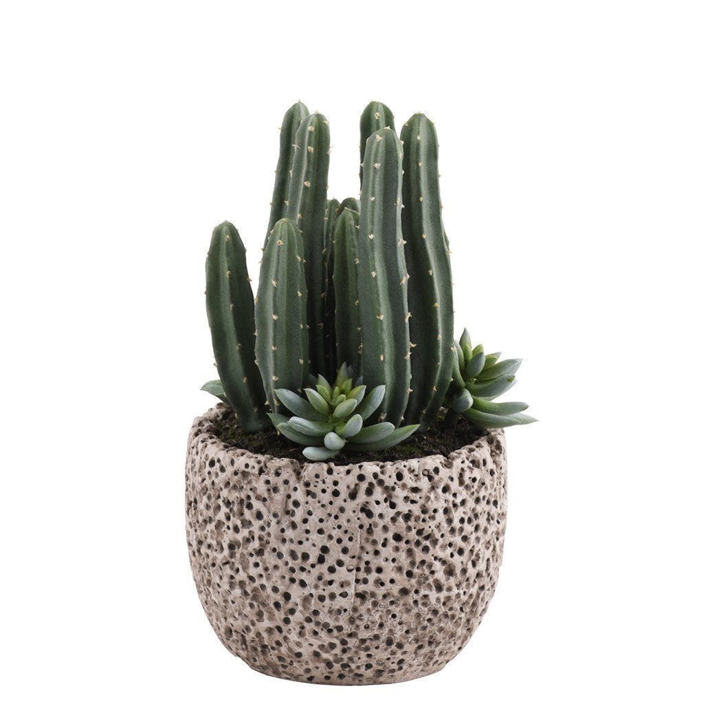 Potted Columnar Cactus - Bloomr
