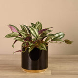 Artificial Potted Dark Vanilla Leaf - Bloomr