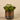 Greenery-Artificial Potted Succulent-Bloomr