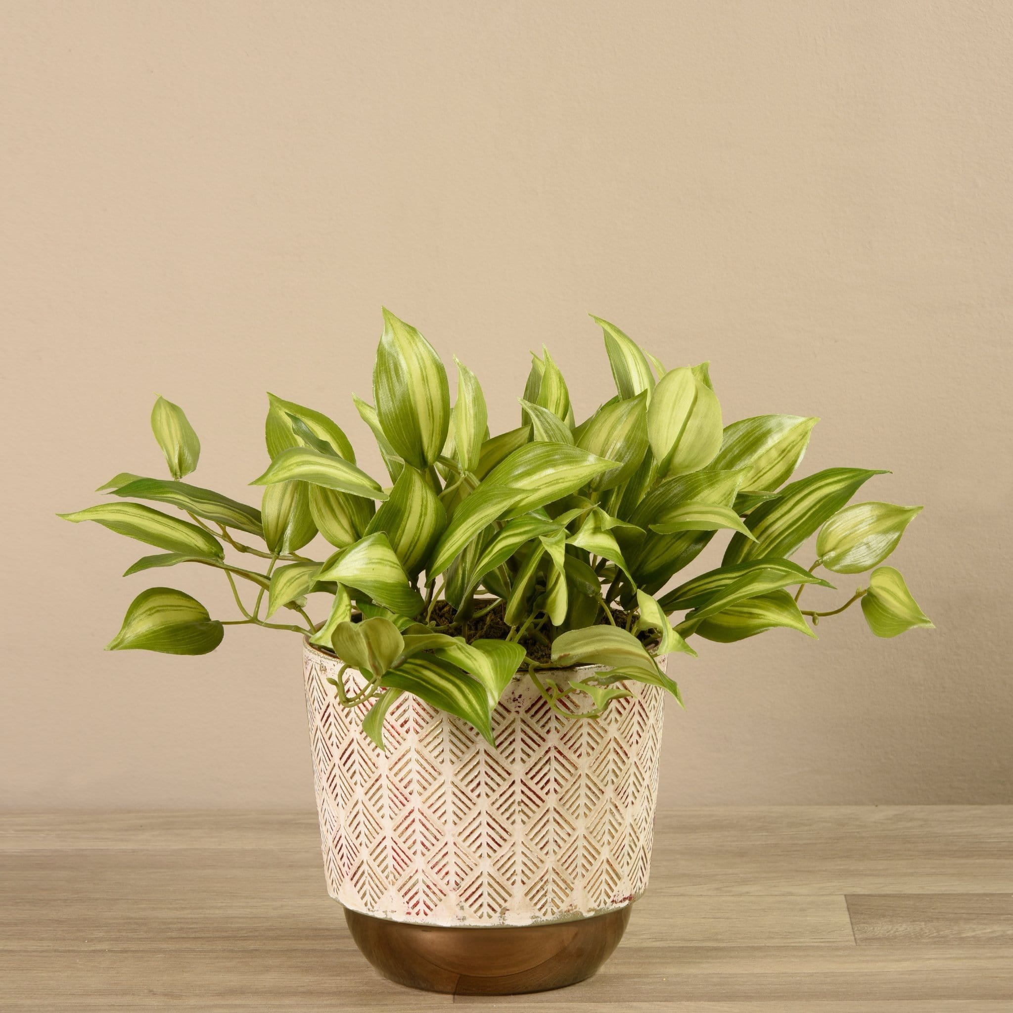 Potted Vanilla Leaf Plant - Bloomr