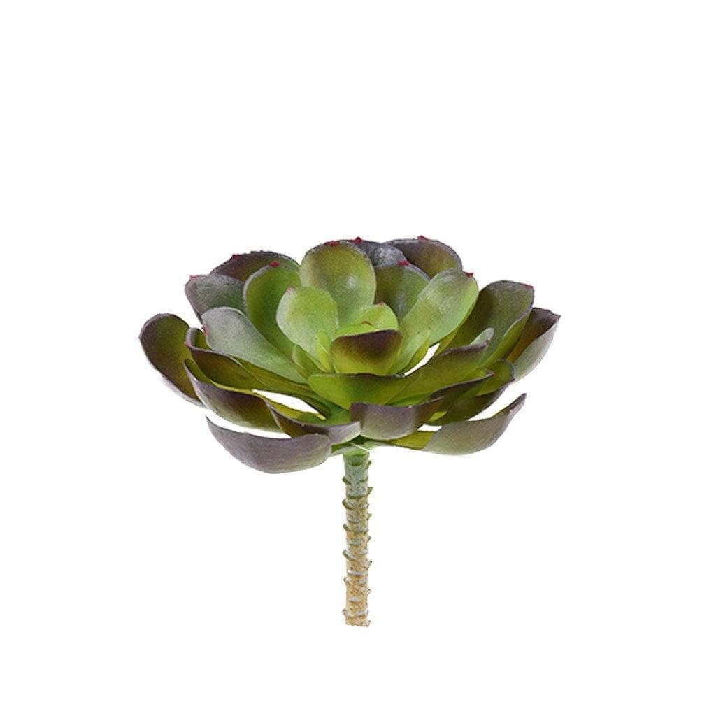Succulent - Bloomr